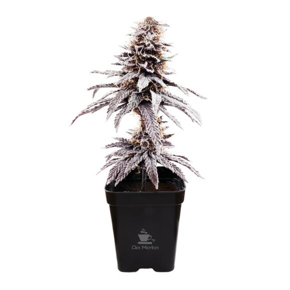 Árvore Decorativa de Northern Lights de frente