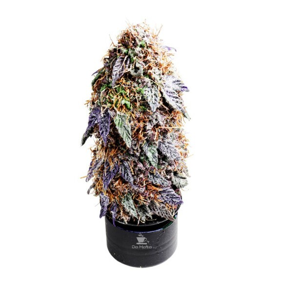 Budmocó Com Chaveiro frente