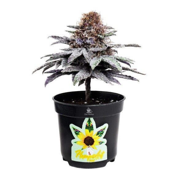 Árvore Decorativa 12 cm frente