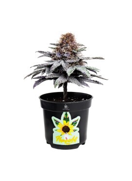 Árvore Decorativa 12 cm