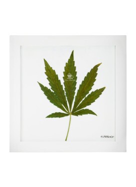 Quadro Folha In Natura