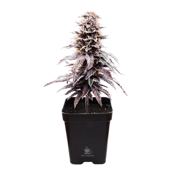 Árvore Decorativa de Gorilla Glue Auto de frente