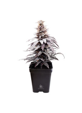 Árvore Decorativa de Black Cherry Punch