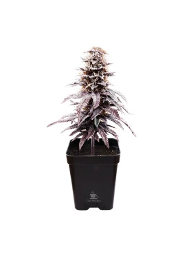 Árvore Decorativa de Gorilla Glue Auto