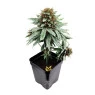 Árvore Decorativa de Pineapple Express de lado