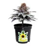 Árvore Decorativa 12 cm frente